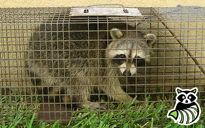 Fayette County trapping